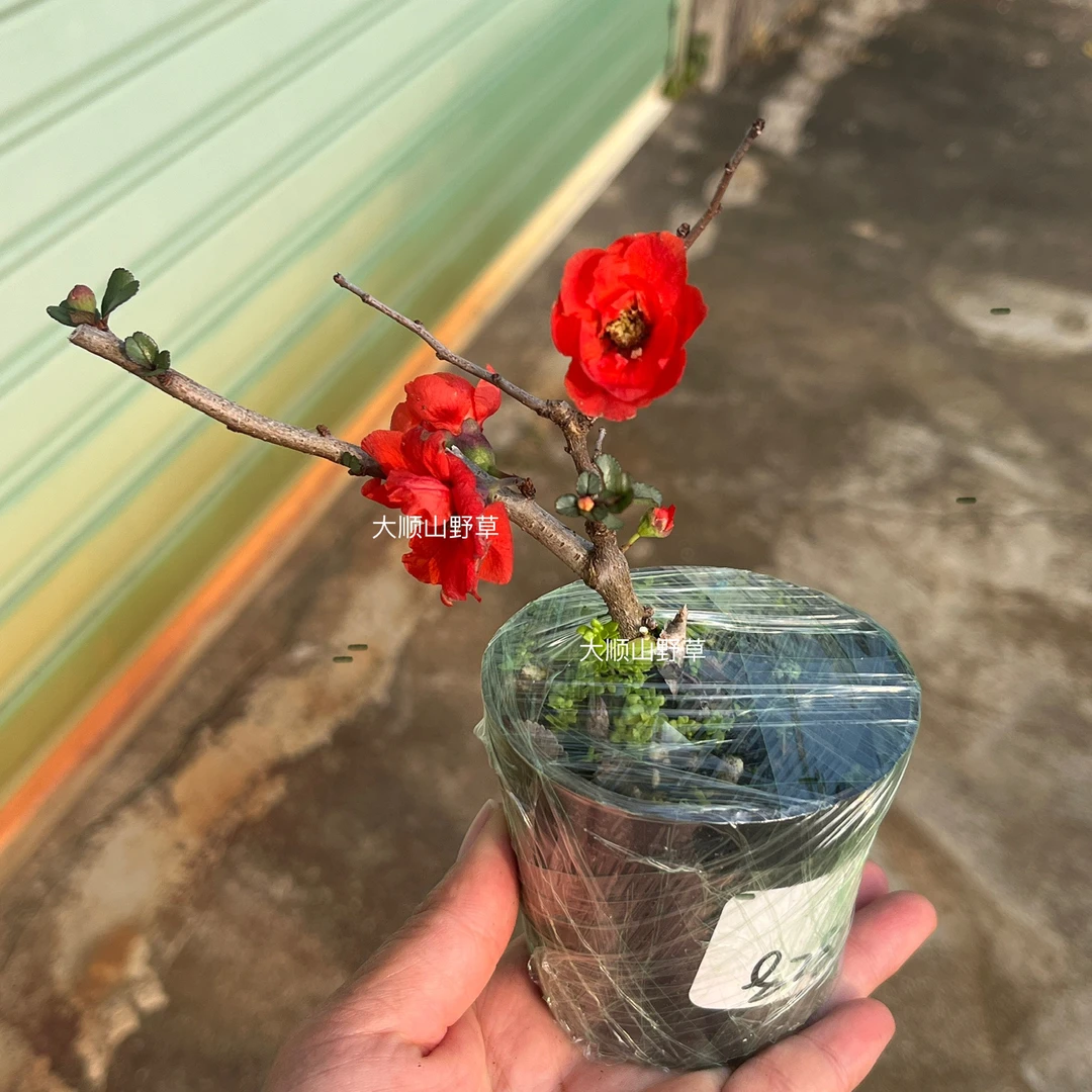 长寿梅盆栽耐寒小花庭院好养易活花卉