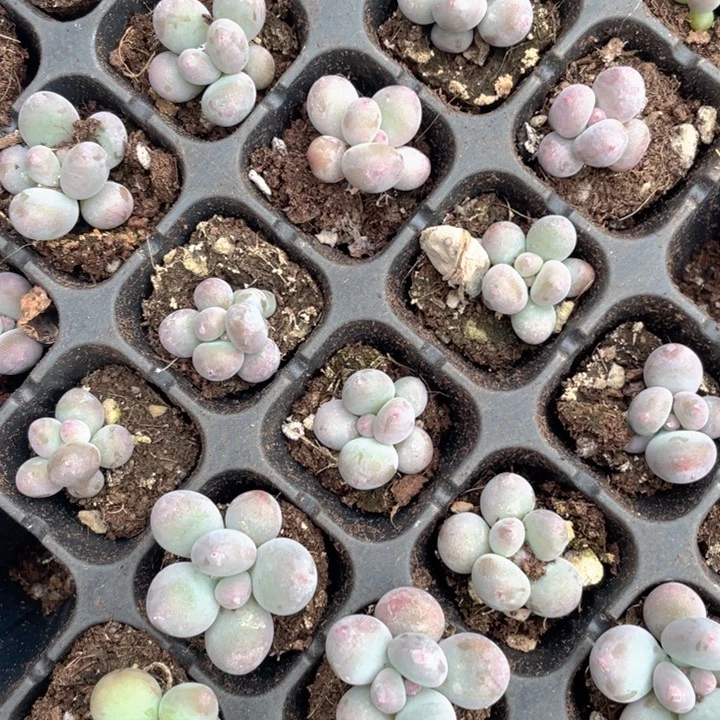 彩虹奶发3颗随机发满18包邮