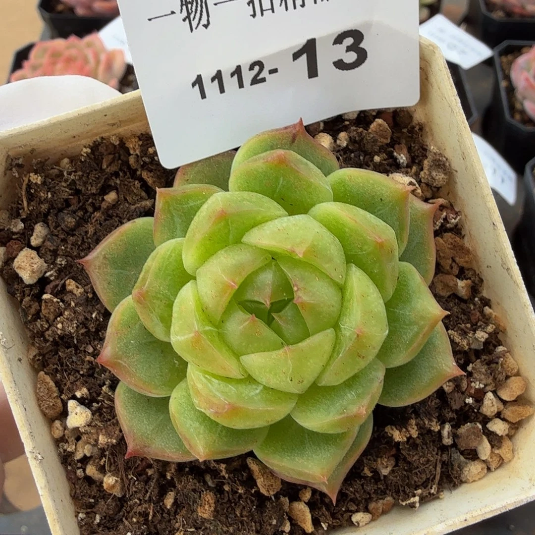 1112-13多肉单颗一物一拍