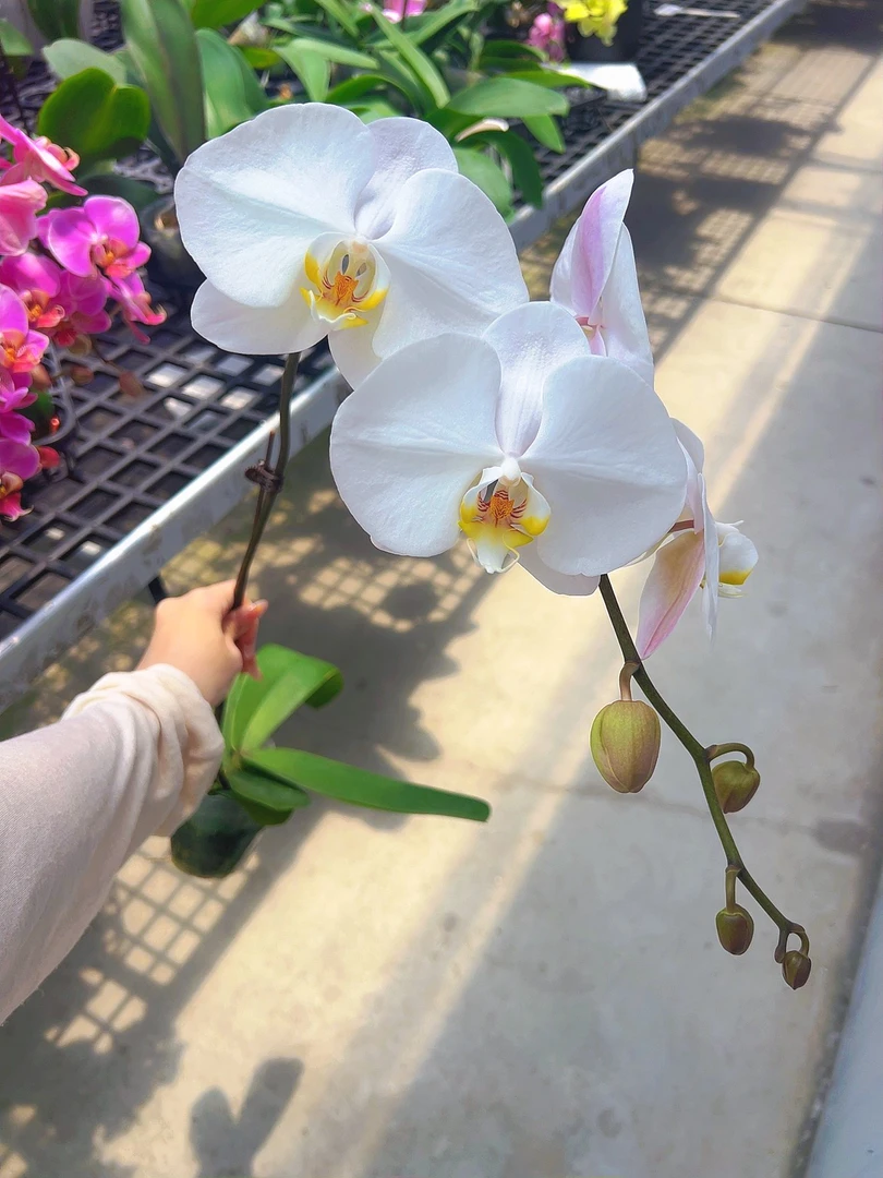 06【大白v3】3.0寸老苗白色大花型蝴蝶兰带花带花苞发货易养活