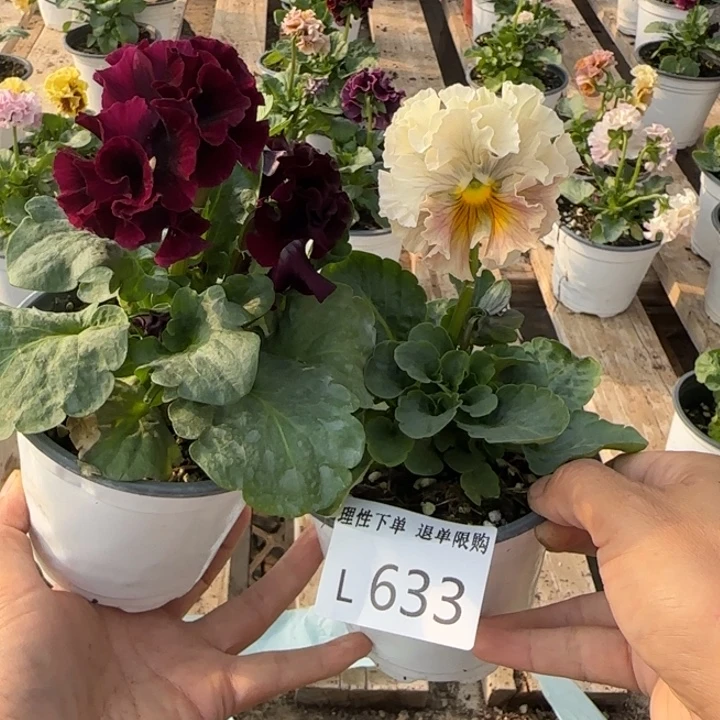 我***～无花朵L633两棵一组小苗零下5勿拍