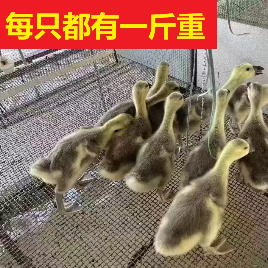 【脱温一斤鹅】散养狮头鹅正宗狮头鹅纯种特大鹅大种一斤狮头灰鹅