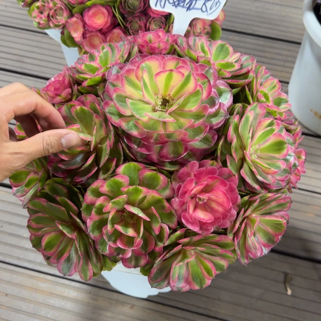 @***沙dndndkddmmddmdm荔枝