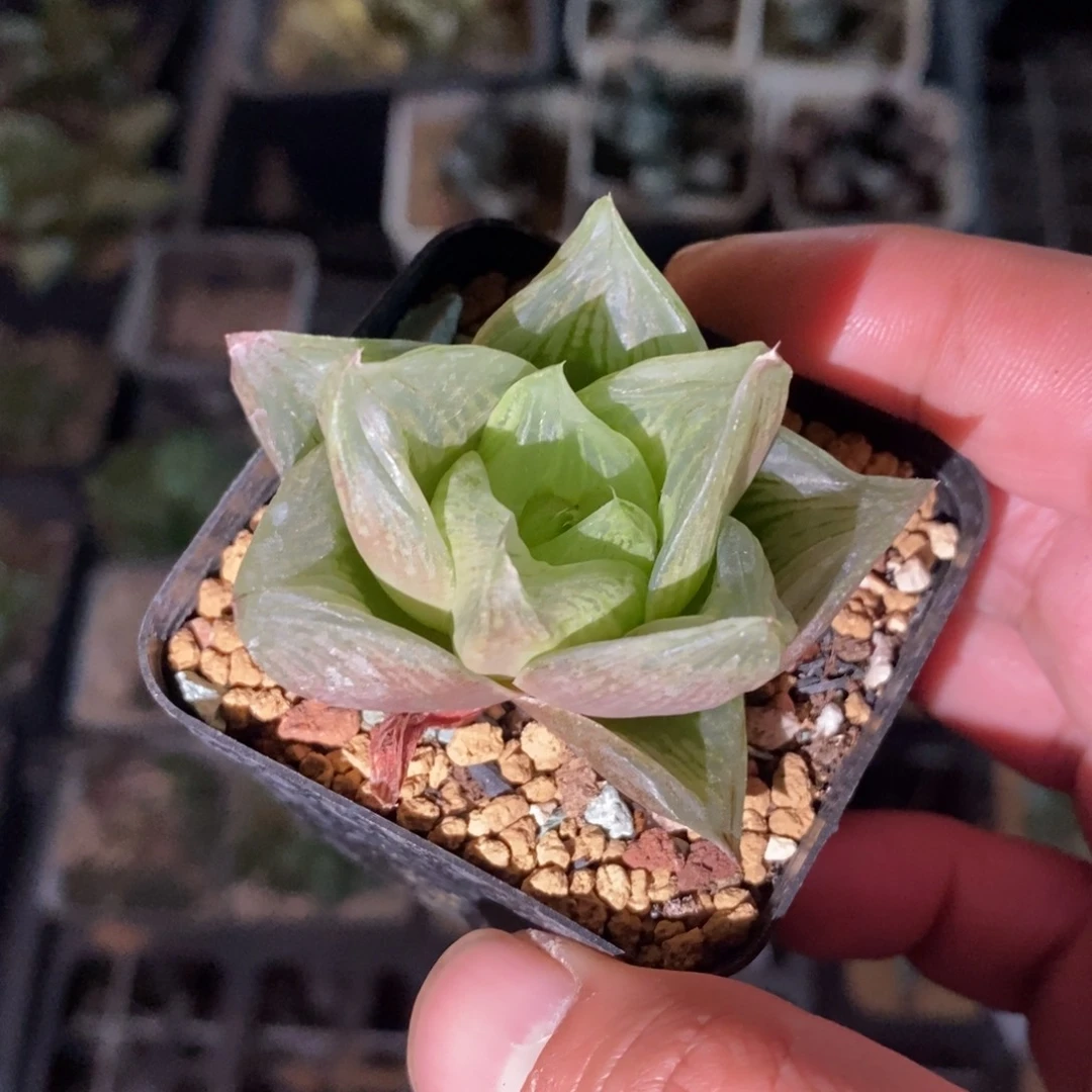 2109 一颗水蜜桃 高货