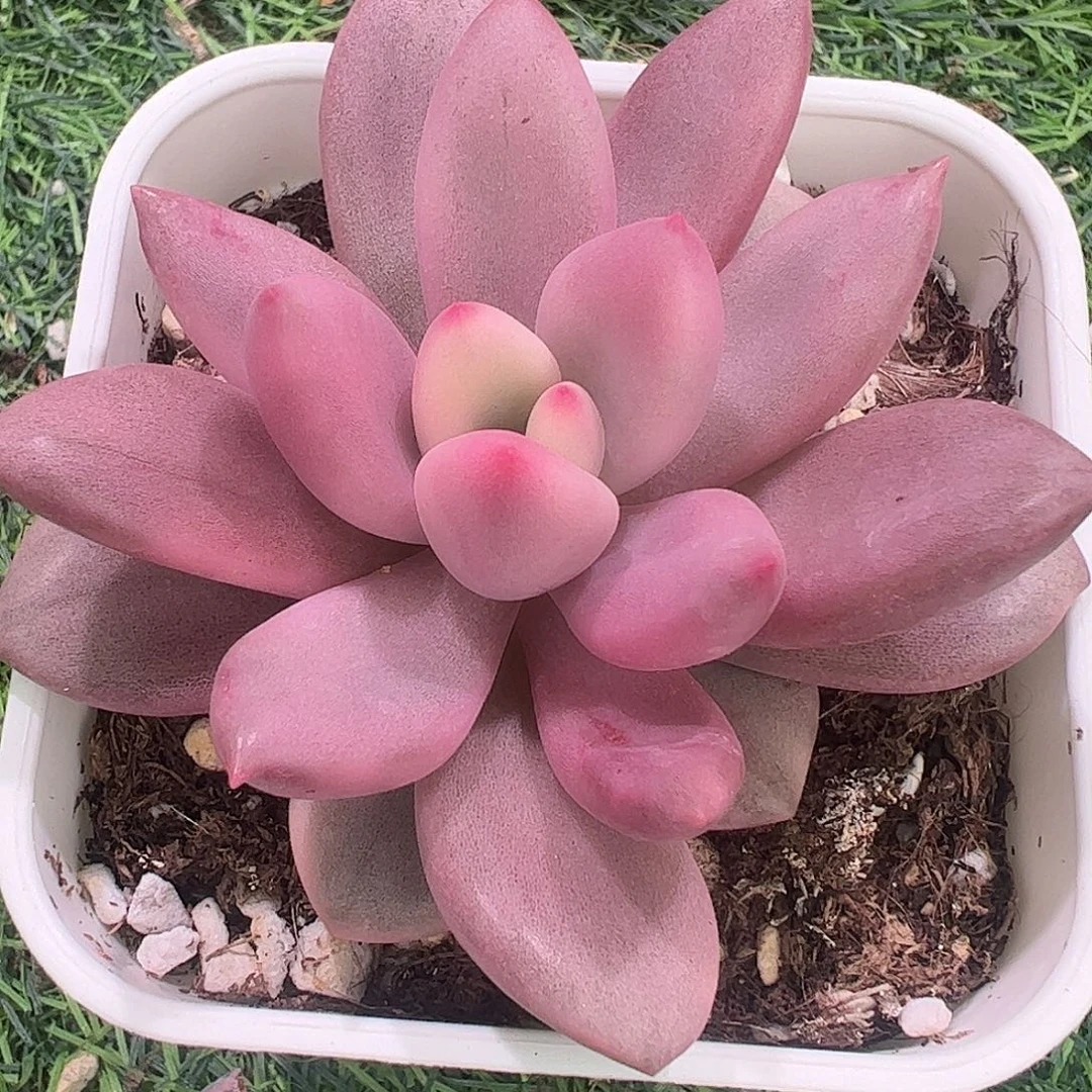 大****多肉植物多肉植物