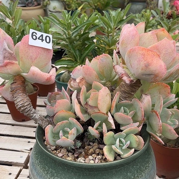 …***…640脱土发货不退不换