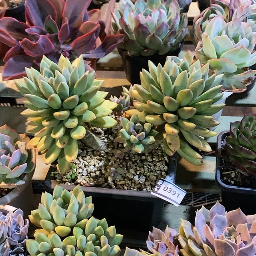 【闪购商品】九**柏象牙0391