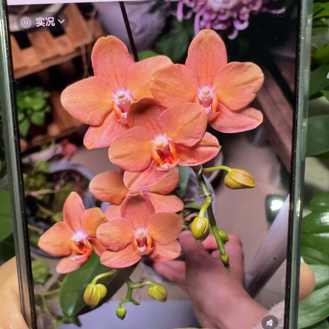 当前无花栽培后可以开花威斯康星抽梗