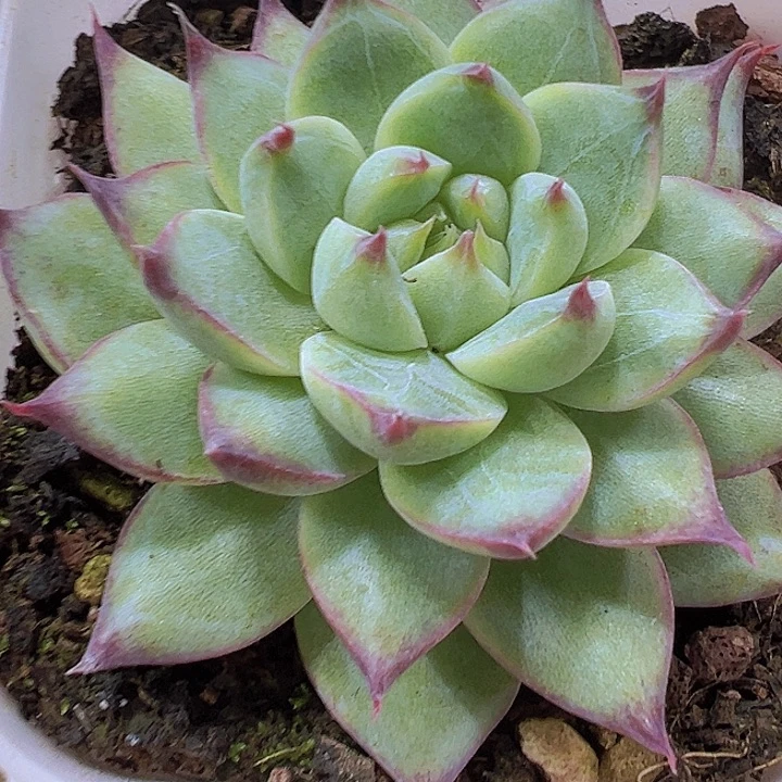 梦瑶19包邮多肉植物