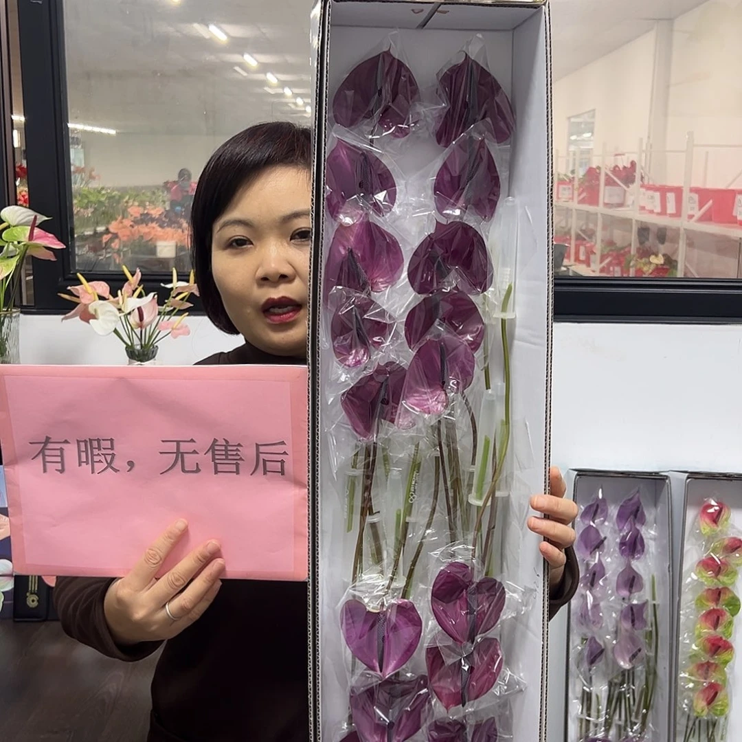 完全开放马拉维利亚-20枝装无售后款！