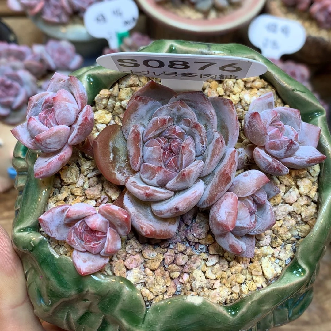 S0876 星影 自然群 无砍