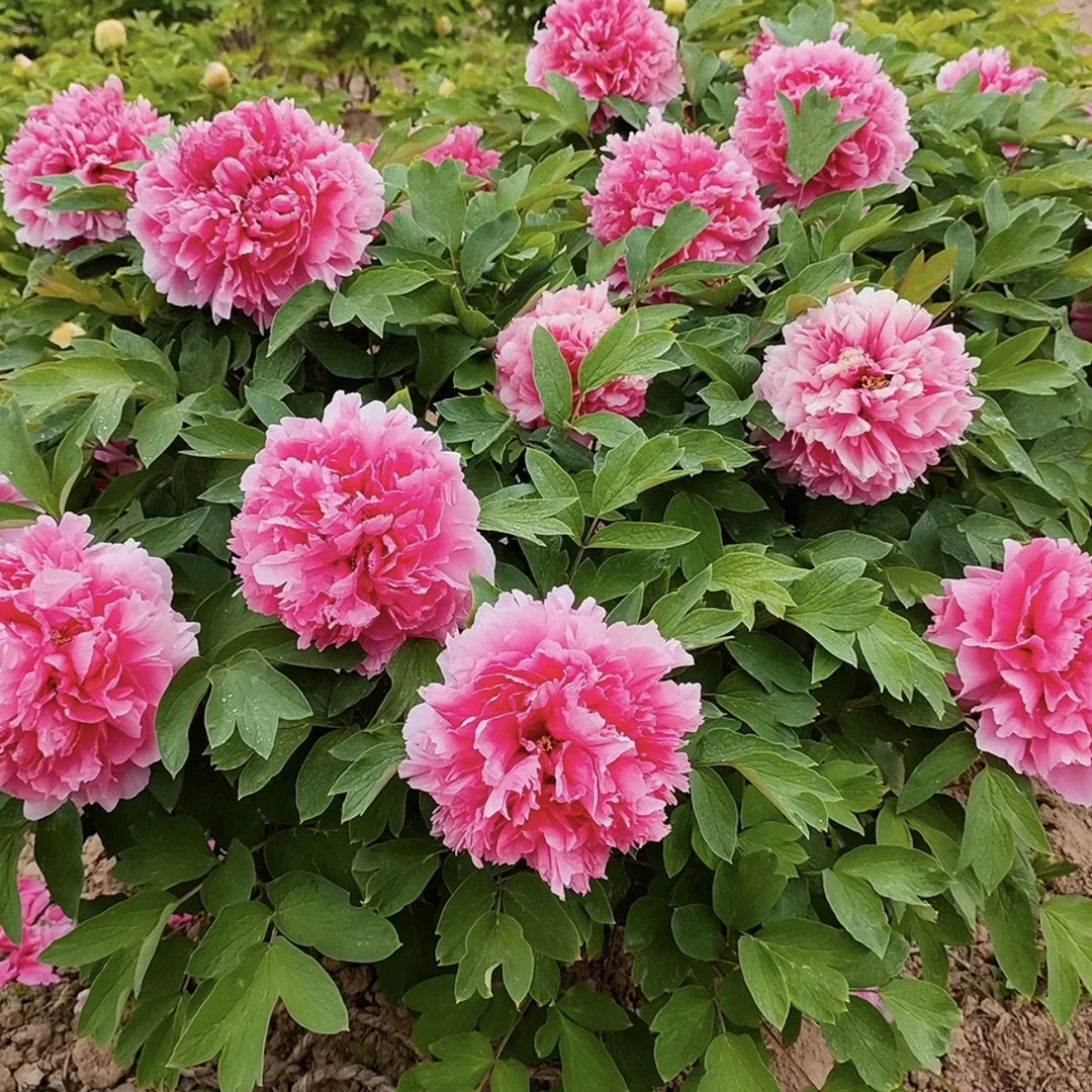 牡丹【珊瑚台】粉色系牡丹花苗