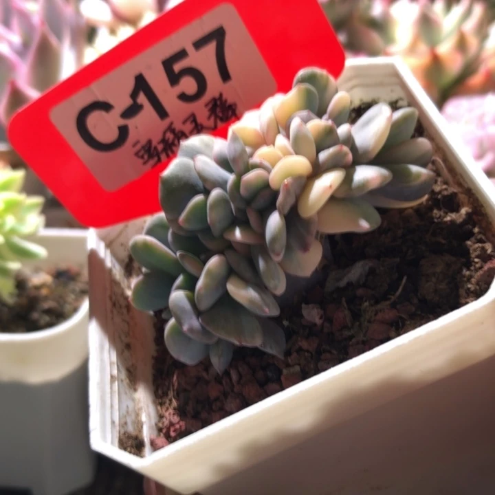 雪精灵缀化花脸有根