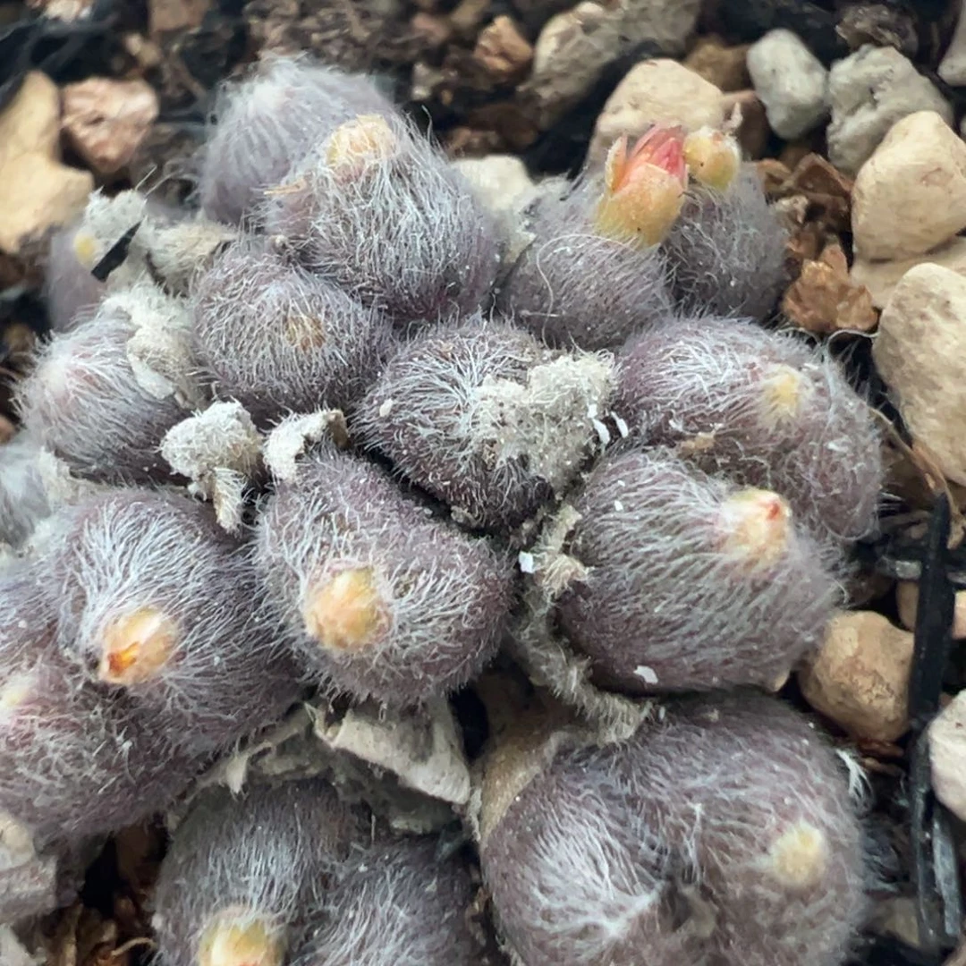 小***糊63多肉植物百科植物