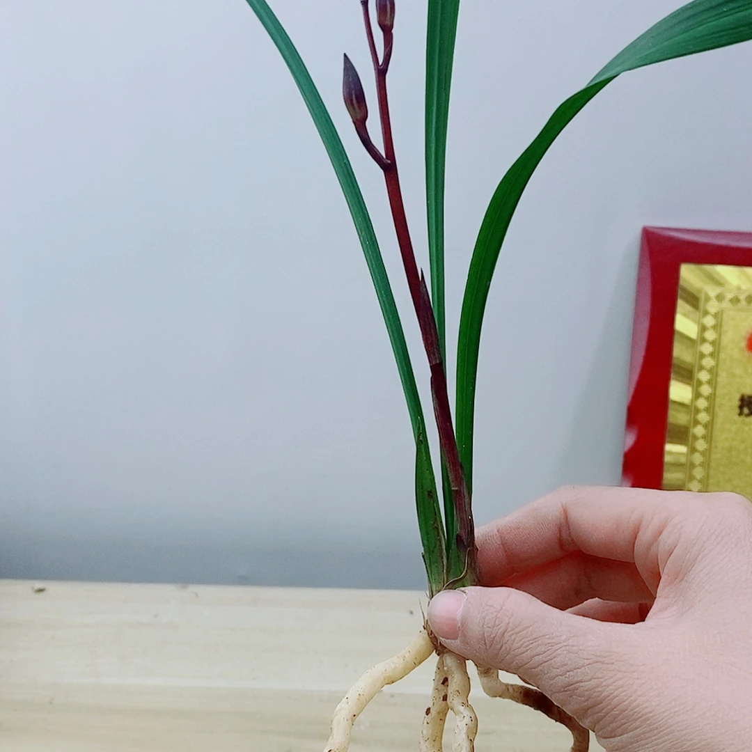 当前无花栽培后可以开花紫
