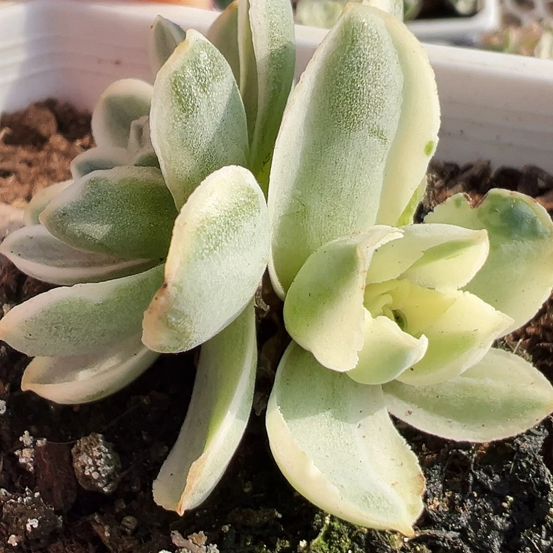 山地玫瑰锦秋夕946号