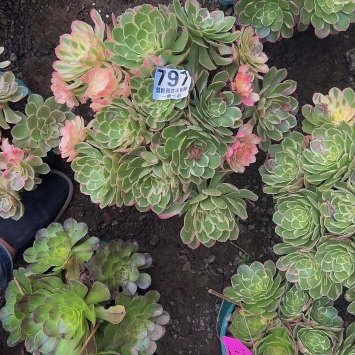 海燕花花25-32包邮花花