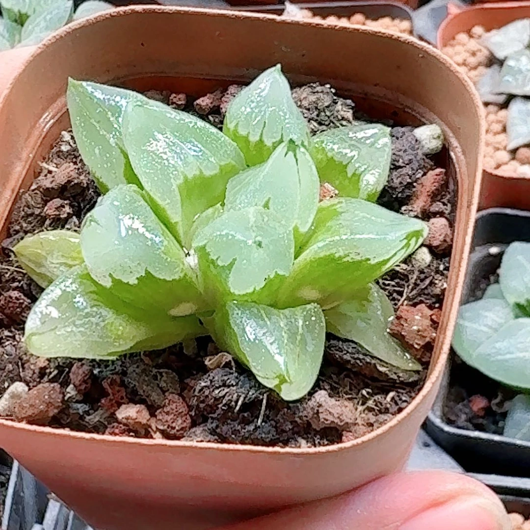 无花朵十二卷 冰城开播福利