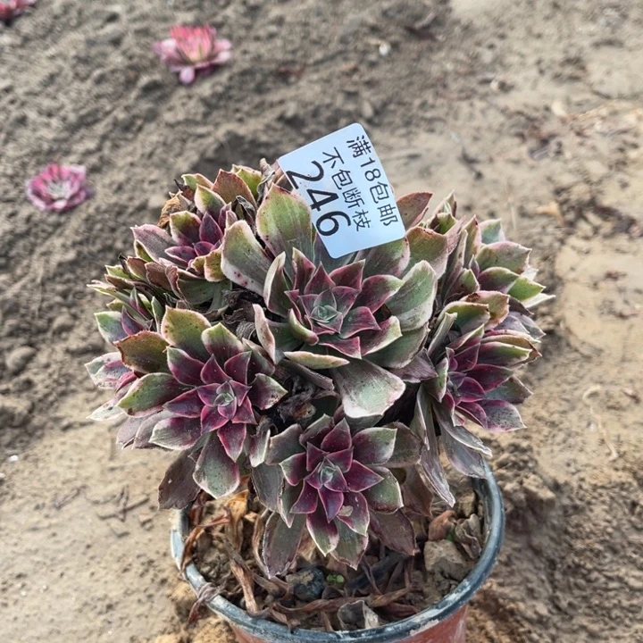 246浣纱小手捧2法师