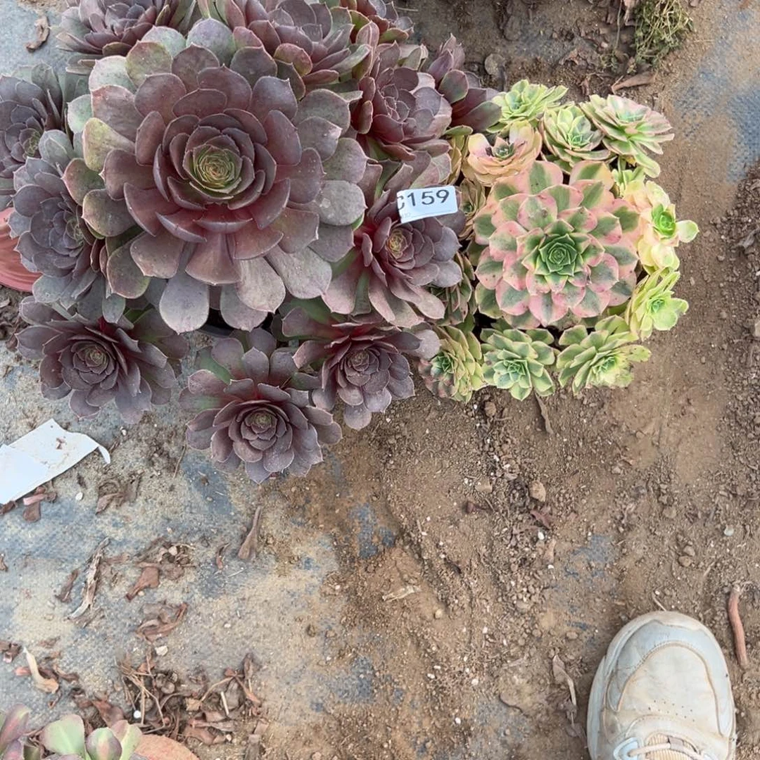 159两颗组合多肉植物法师