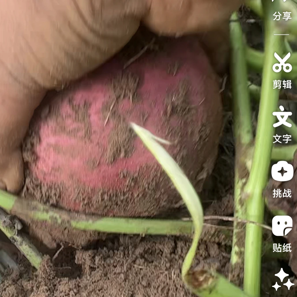 正宗山西忻州忻府区忻口镇金山铺坡地红薯新鲜现挖黄心地瓜