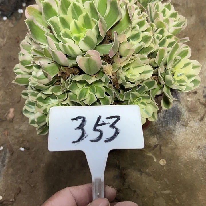 多肉植物雨花石法师353