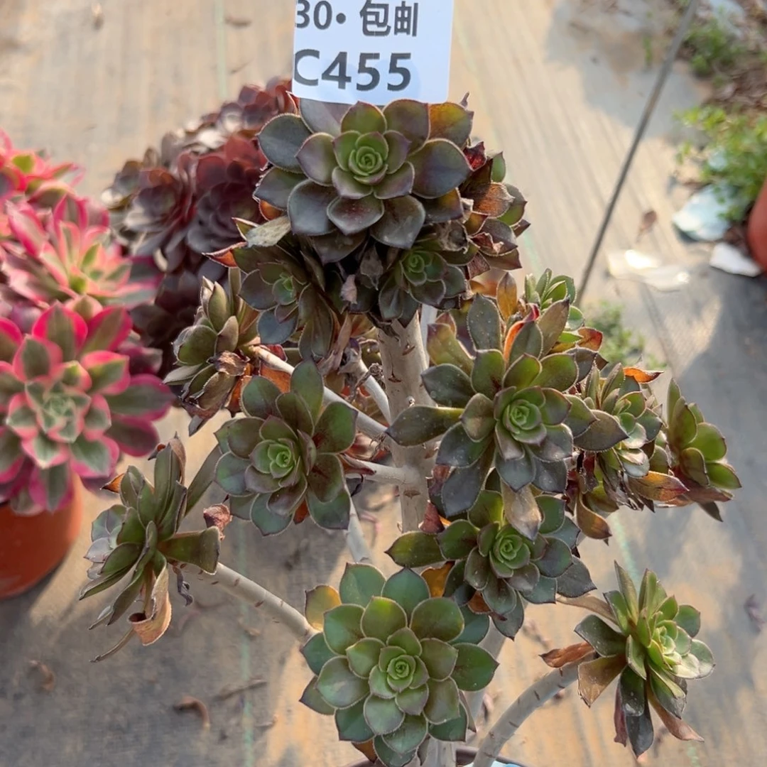 455 灰法多肉法师