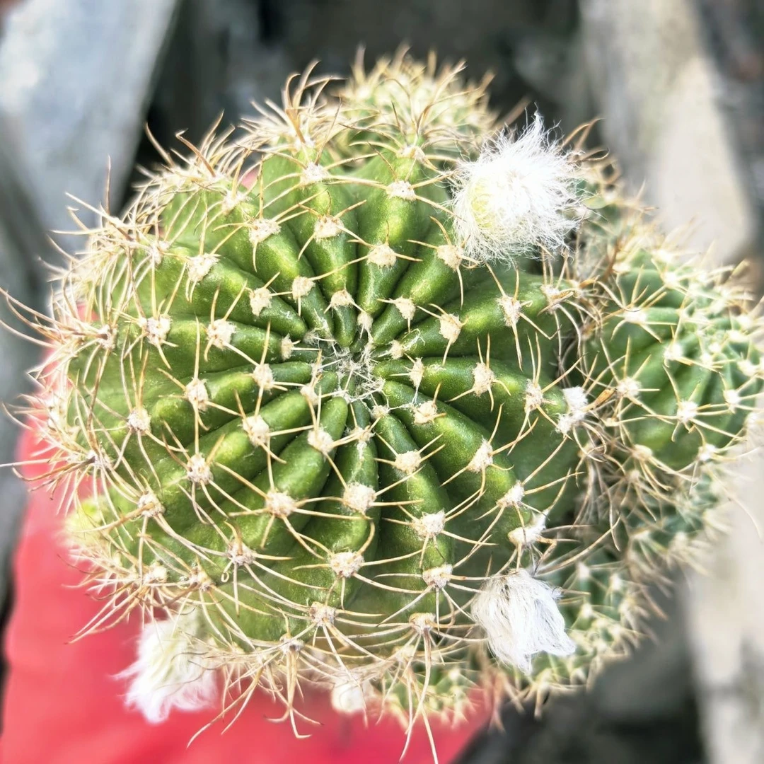 丽花仙人球开花勤花高颜值好样易活室内外净化空气