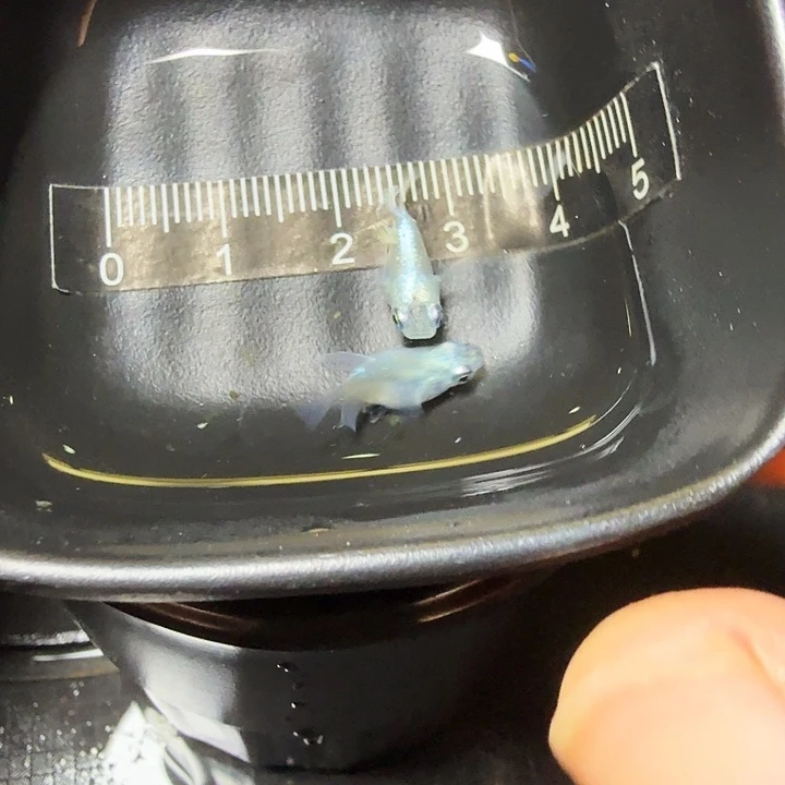 海水鱼58号拍品银球球