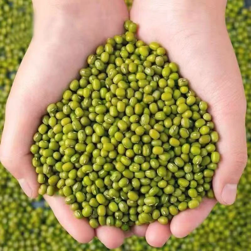 ！2025新货精选农家自产新鲜绿豆解暑发豆芽绿豆汤散装精品批发