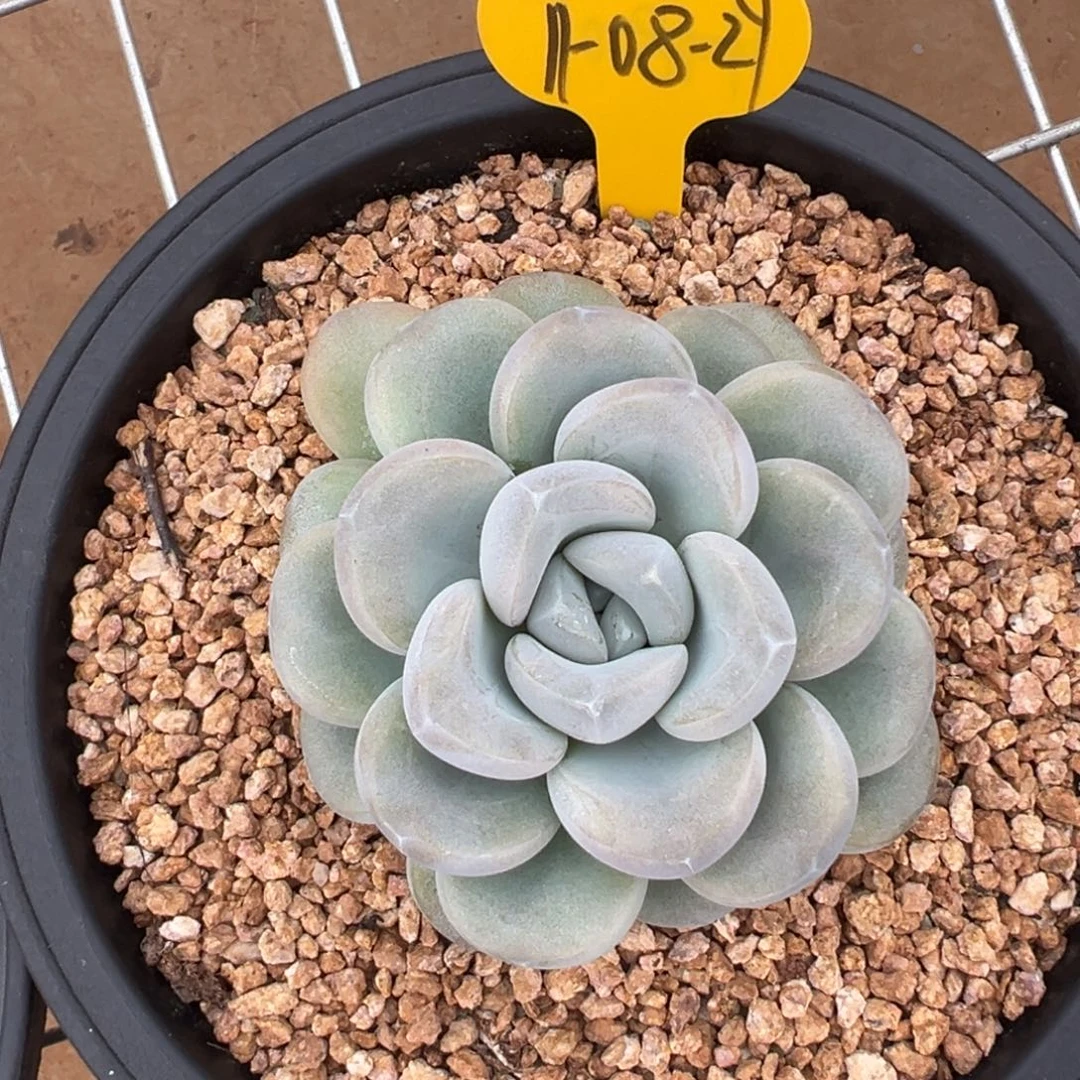 11-08-29玉麒麟多肉植物