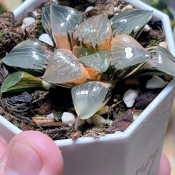736花影锦一物一拍