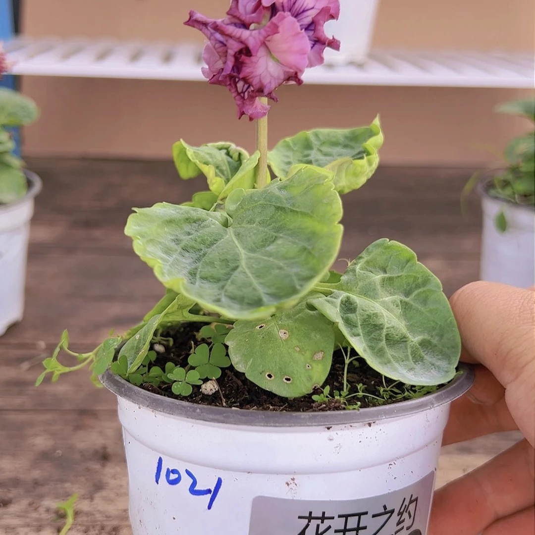 【闪购商品】完全开放080号