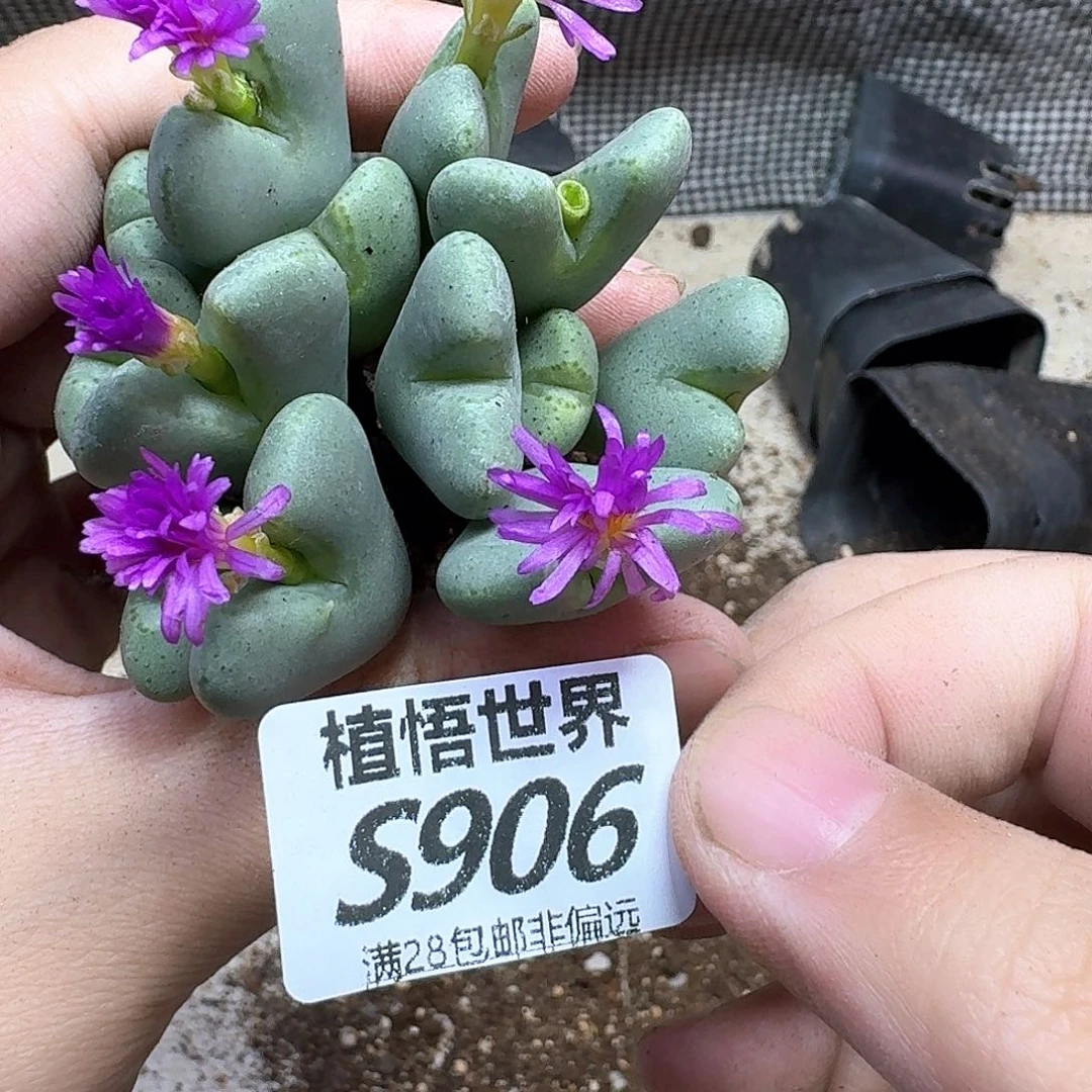 多肉植物的人生fgh