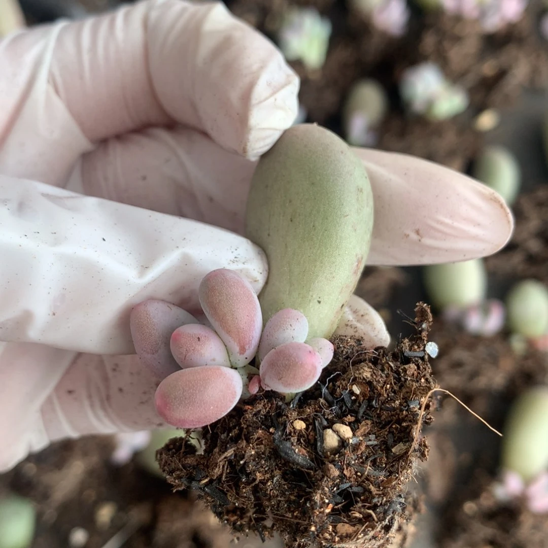 米可奶酪多肉米可奶