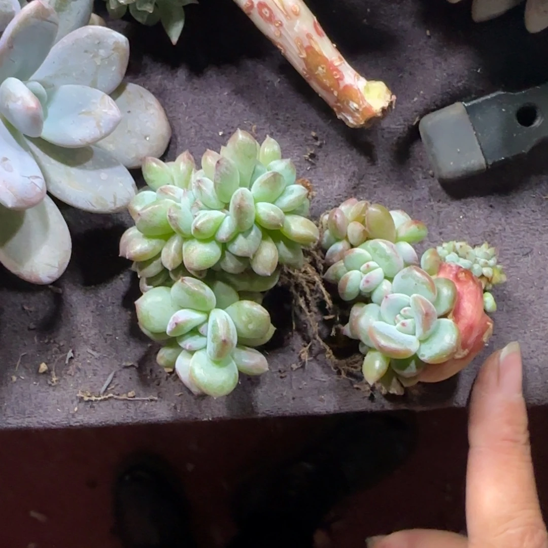 两颗星影缀化一物一拍