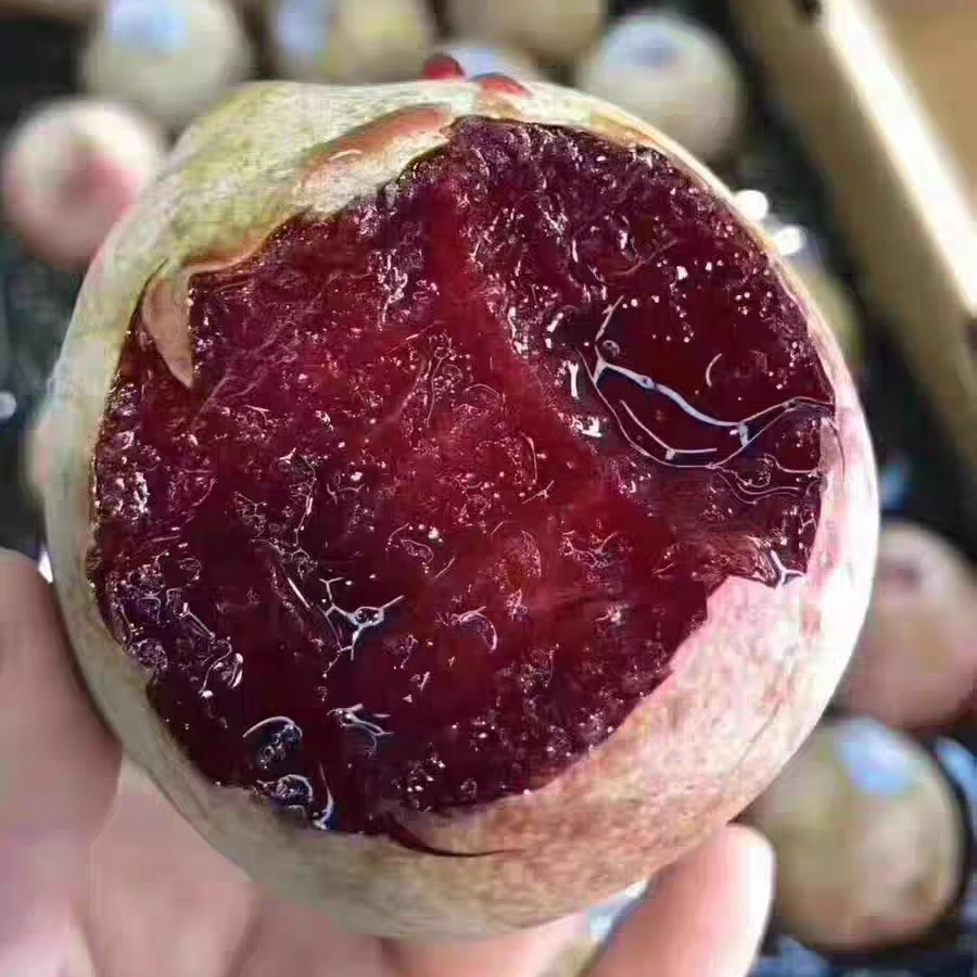 （顺丰包邮）现货进口蜥蜴鳄鱼蛋恐龙蛋李子新鲜水果