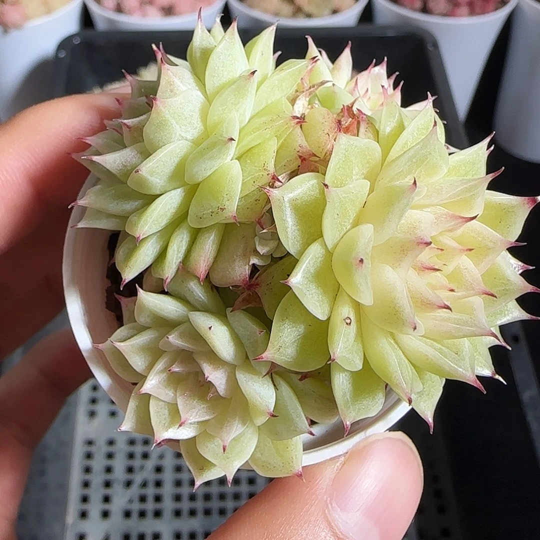 多肉1218-188小魔仙