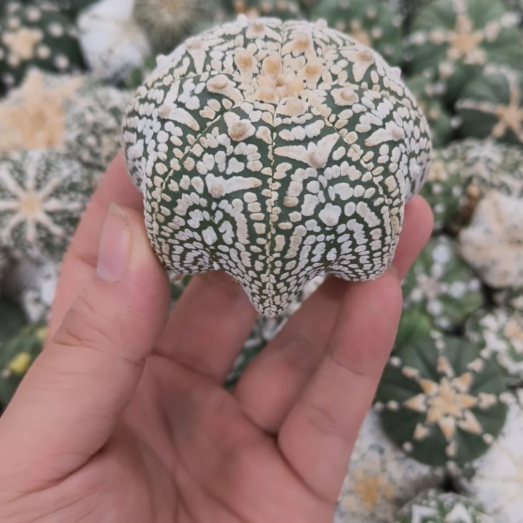 海星体章鱼脚高脚圆顶V兜