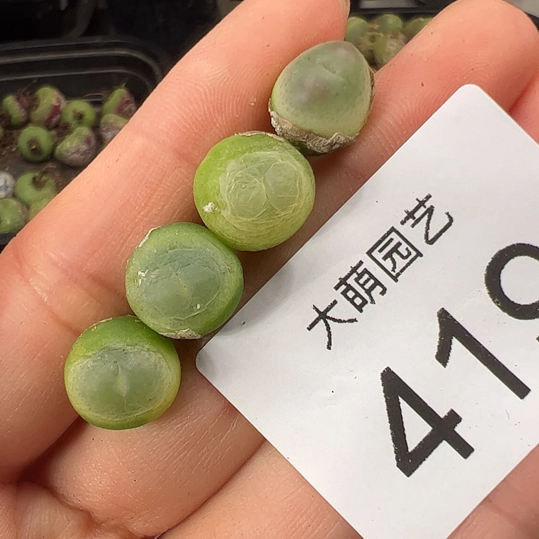 一物一拍             419