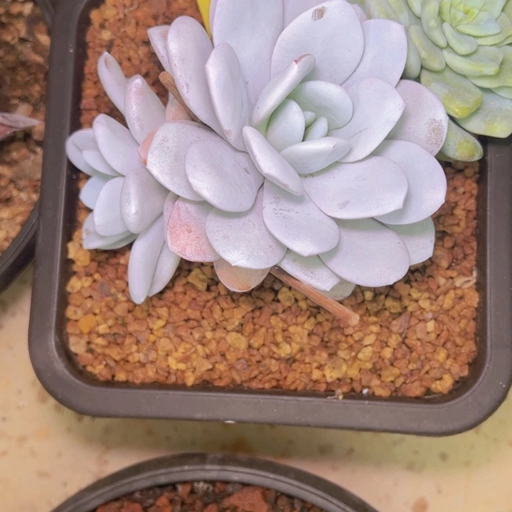 ****️21-01/////////////////