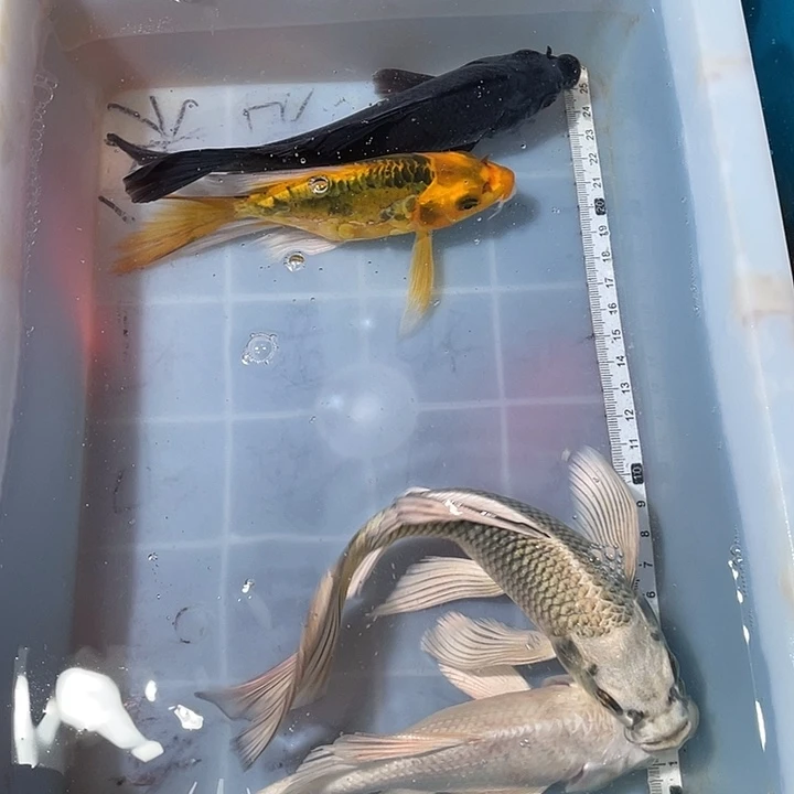 蝴蝶鲤鱼渔场直发100