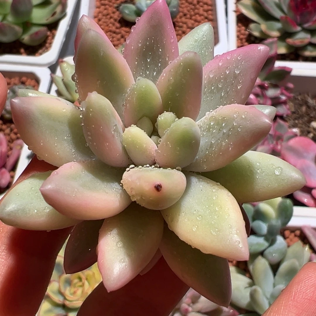 红蜻蜓锦，化水色覆轮锦砍头