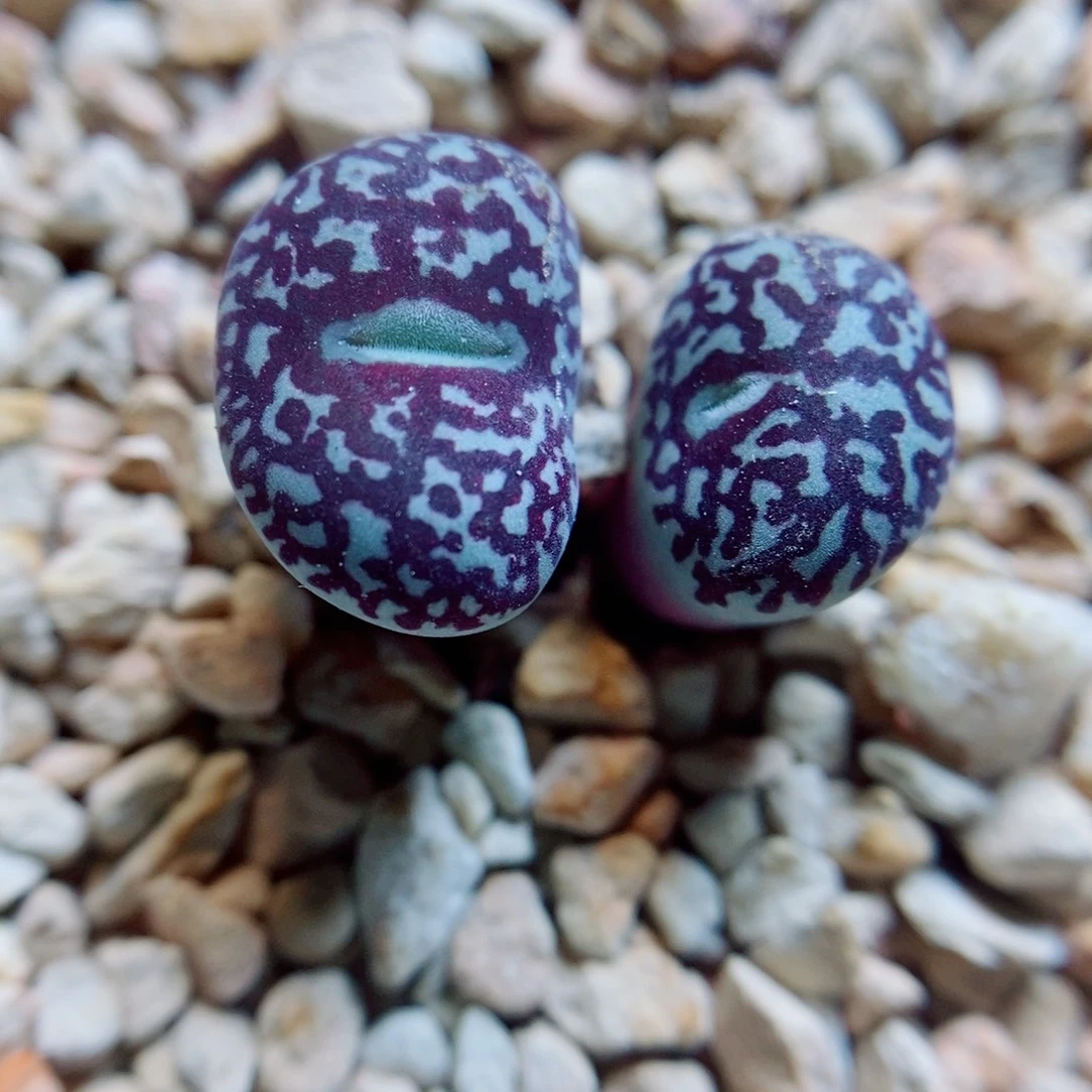 生石花花花花花花773