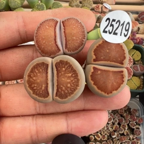 25219红窗菊模特福利