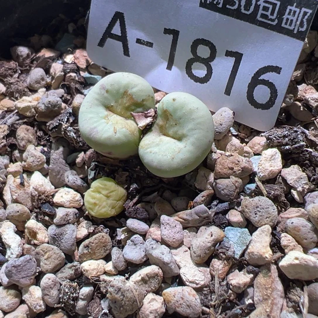 多肉植物11111111111111种