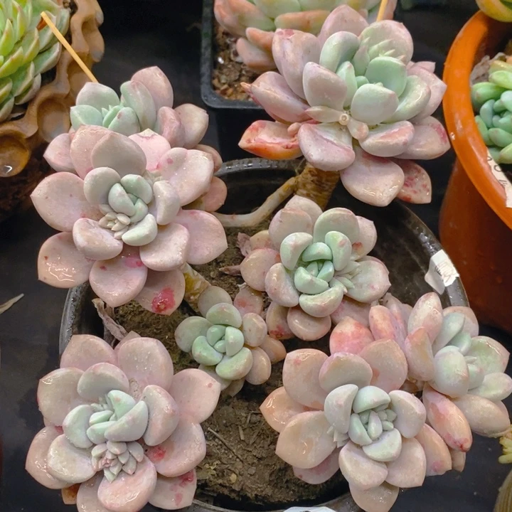 夏悦多肉0226-7花瓣路