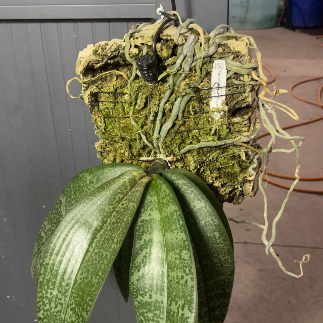 完全开放板植 purpurea 西