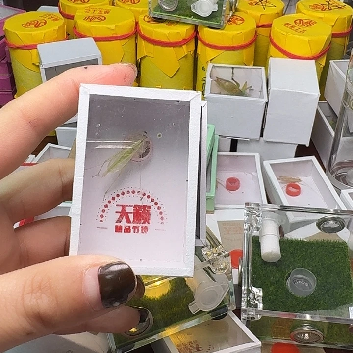 闲***玩蟋蟀一青一扎一盒。