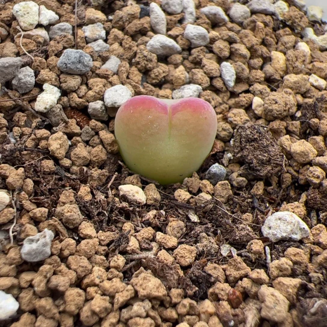 5.31毛杂将杂多肉植物22